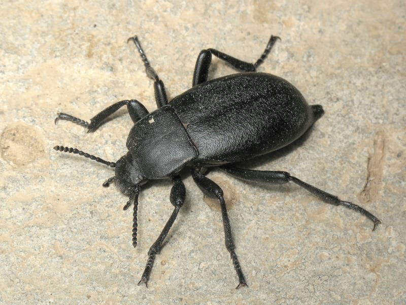 Tenebrionidae Latreille, 1802